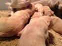 Schnoodle Puppies born 2-22-2015 For Sale- Professional Breeder 